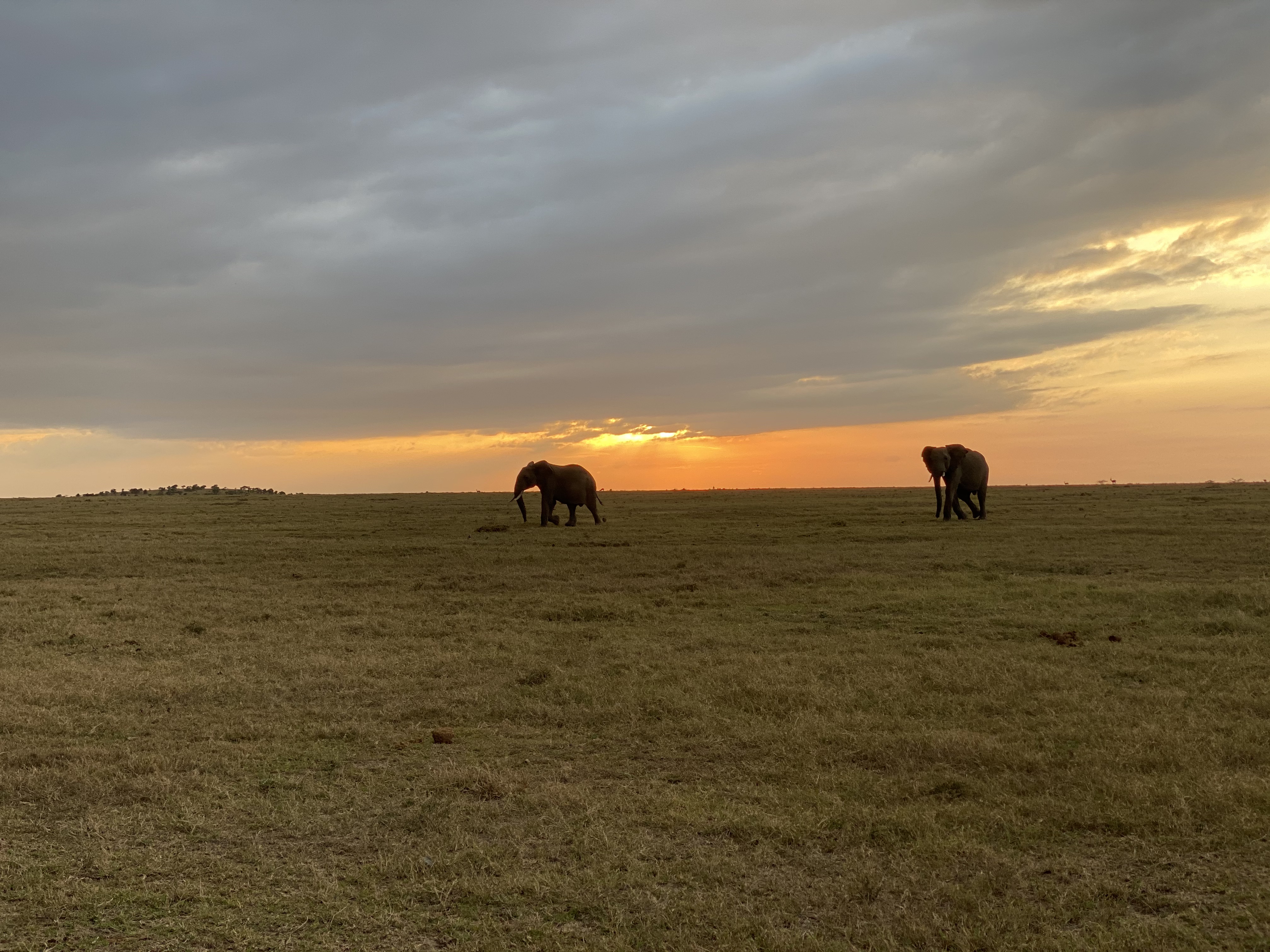 The Masai Mara at first light