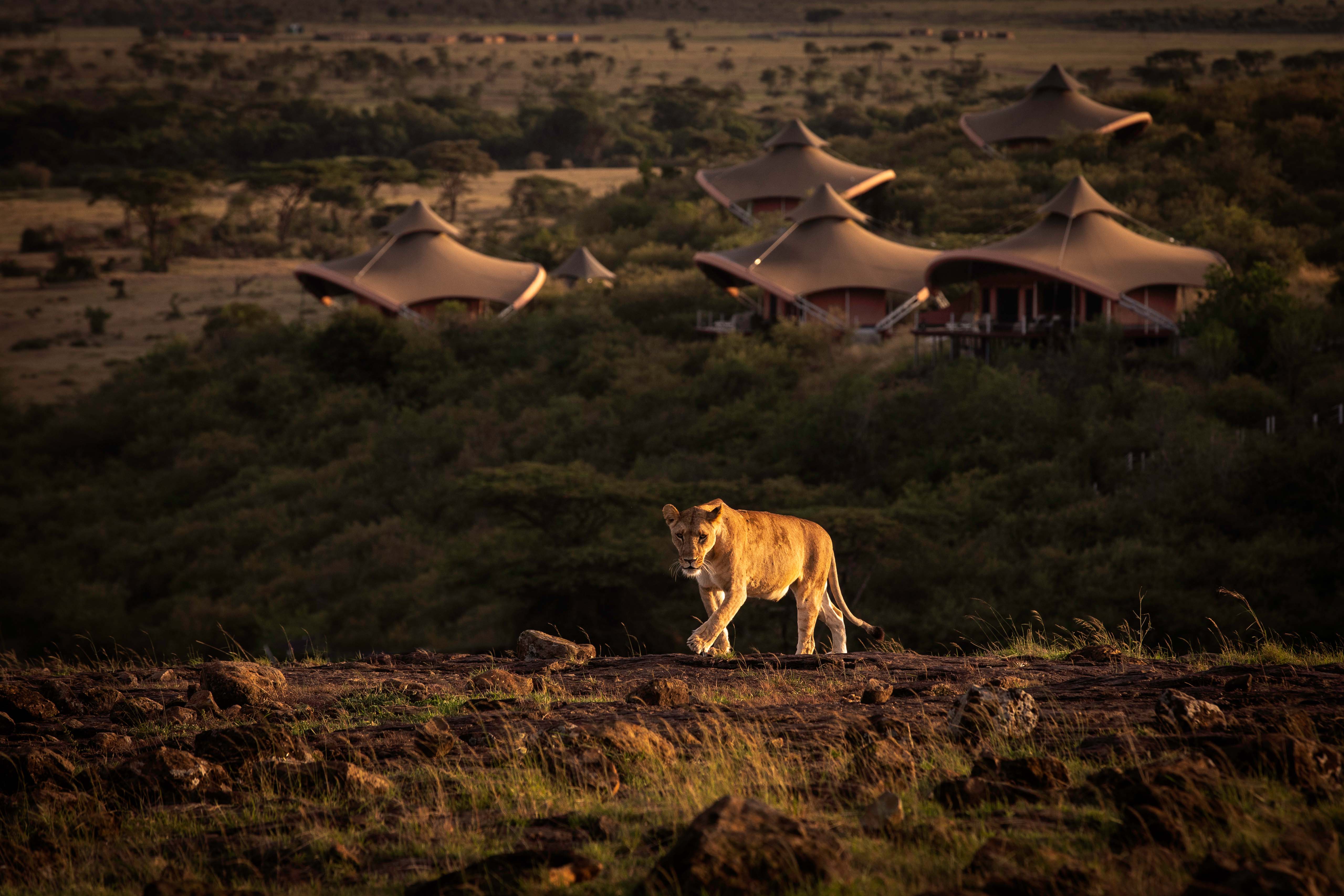 Masai Mara — Mahali Mzuri