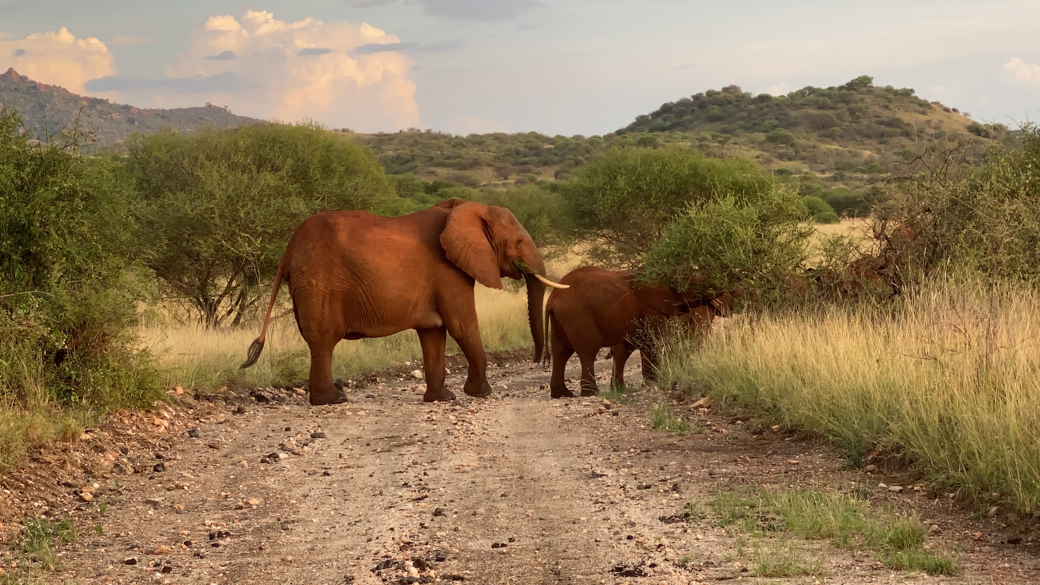 Tsavo — Finch Hattons