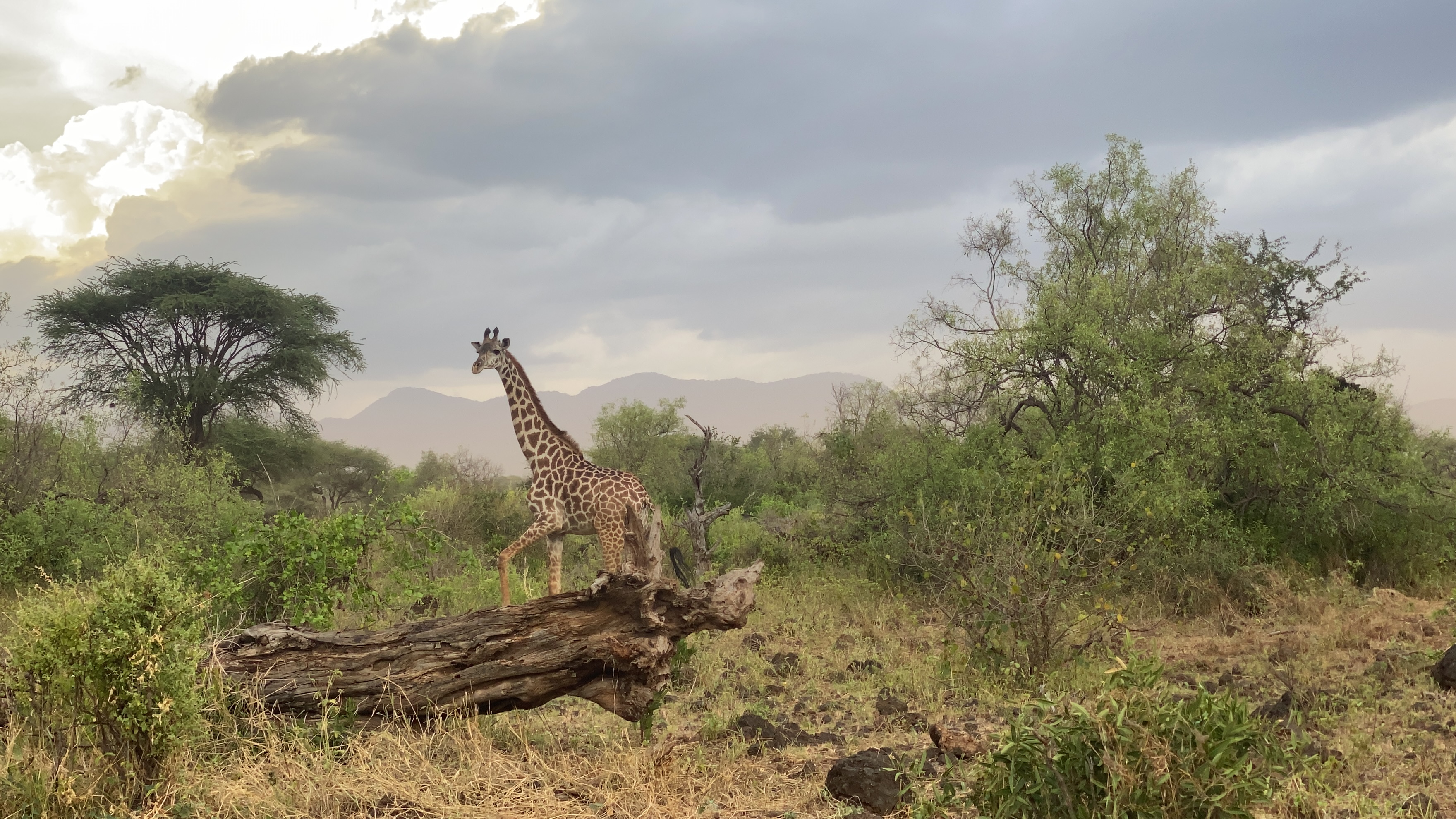Giraffes at the watering hole